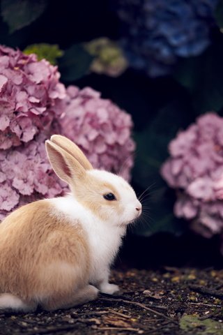 Обои цветы, кролик, животное, гортензия, flowers, rabbit, animal, hydrangea разрешение 2560x1709 Загрузить