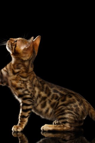 Обои черный фон, лапка, бенгальская кошка, black background, foot, bengal cat разрешение 8732x5822 Загрузить