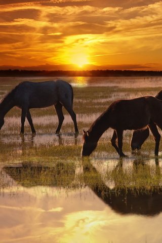 Обои природа, закат, лошади, кони, nature, sunset, horse, horses разрешение 1920x1200 Загрузить