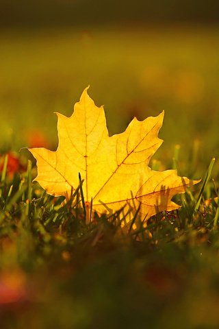 Обои трава, макро, осень, лист, размытость, кленовый, grass, macro, autumn, sheet, blur, maple разрешение 2048x1368 Загрузить