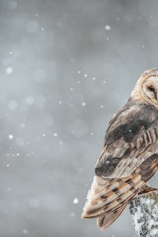 Обои сова, ветка, снег, взгляд, птица, owl, branch, snow, look, bird разрешение 2048x1367 Загрузить