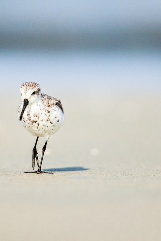 Обои солнце, песок, пляж, лето, птица, боке, the sun, sand, beach, summer, bird, bokeh разрешение 2048x1366 Загрузить