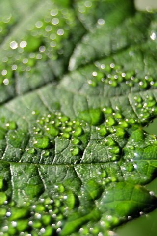 Обои зелёный, макро, капли, лист, green, macro, drops, sheet разрешение 2048x1365 Загрузить