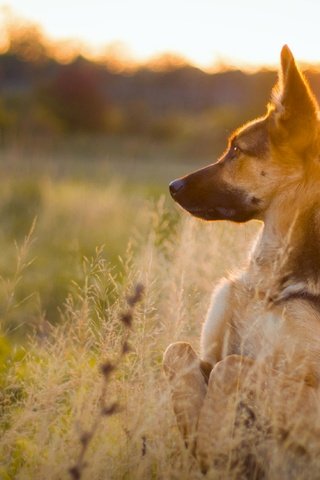 Обои трава, природа, закат, собака, луг, немецкая овчарка, стойка, grass, nature, sunset, dog, meadow, german shepherd, stand разрешение 4272x2610 Загрузить