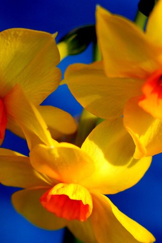 Обои цветы, фон, лепестки, нарциссы, flowers, background, petals, daffodils разрешение 2048x1519 Загрузить