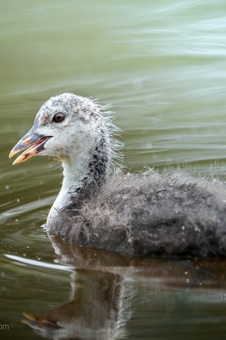 Обои вода, птица, ralf bitzer, water, bird разрешение 2048x1365 Загрузить