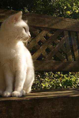 Обои свет, лучи, кошка, сидит, скамейка, белая, light, rays, cat, sitting, bench, white разрешение 4592x2576 Загрузить