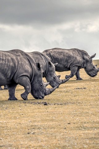 Обои природа, животные, носорог, носороги, nature, animals, rhino, rhinos разрешение 2048x1365 Загрузить