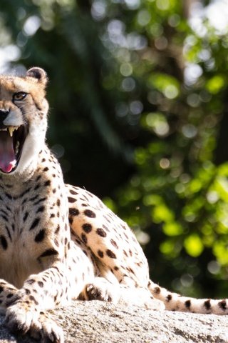 Обои гепард, зевок, cheetah, yawn разрешение 2560x1600 Загрузить