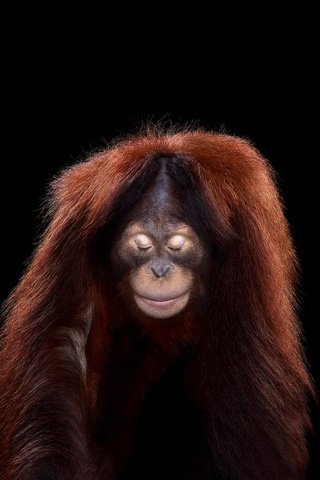 Обои фон, взгляд, обезьяна, орангутан, background, look, monkey, orangutan разрешение 1920x1288 Загрузить