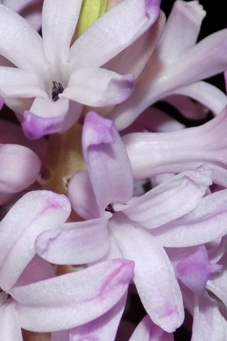 Обои цветы, макро, гиацинт, flowers, macro, hyacinth разрешение 5120x2880 Загрузить