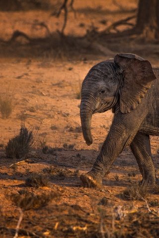 Обои животные, слон, слоненок, животно е, слоники, animals, elephant, elephants разрешение 2000x1329 Загрузить