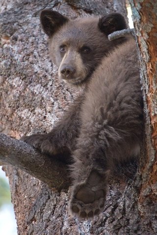 Обои дерево, медведь, мишка, медвежонок, милый, tree, bear, cute разрешение 2048x1364 Загрузить