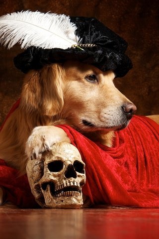 Обои плащ, череп, перо, берет, ретривер, гамлет, cloak, skull, pen, takes, retriever, hamlet разрешение 2048x1377 Загрузить