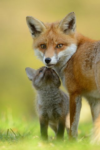 Обои лиса, лисица, мама, малыш, лисенок, fox, mom, baby разрешение 2048x1367 Загрузить