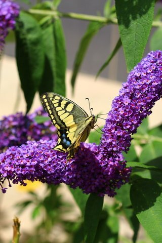 Обои цветы, насекомое, лето, бабочка, flowers, insect, summer, butterfly разрешение 1920x1280 Загрузить