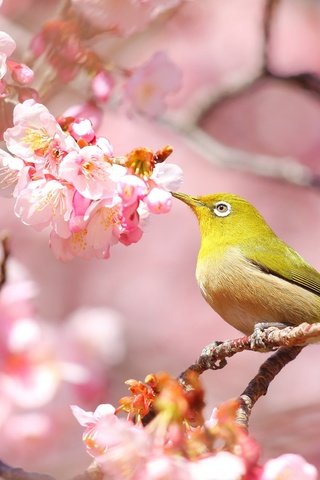 Обои птица, весна, сакура, белоглазка, bird, spring, sakura, white-eyed разрешение 2048x1369 Загрузить