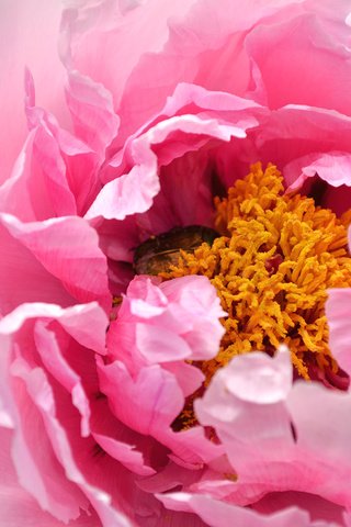 Обои макро, роза, лепестки, бутон, розовый, пион, macro, rose, petals, bud, pink, peony разрешение 2600x1722 Загрузить