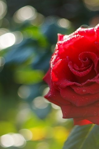 Обои макро, роза, красная, macro, rose, red разрешение 2000x1338 Загрузить