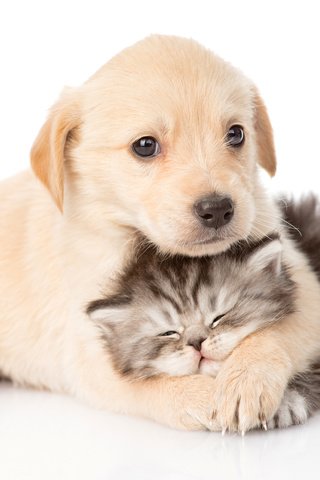 Обои котенок, щенок, малыши, kitty, puppy, kids разрешение 3000x2360 Загрузить