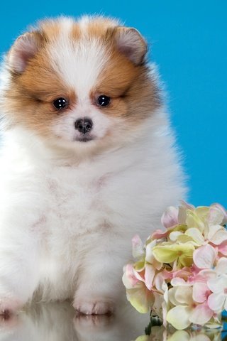 Обои цветы, щенок, милый, шпиц, flowers, puppy, cute, spitz разрешение 2400x1546 Загрузить