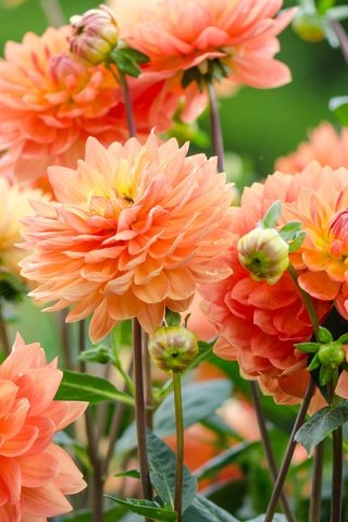 Обои шары, осень, георгины, balls, autumn, dahlias разрешение 2500x1565 Загрузить