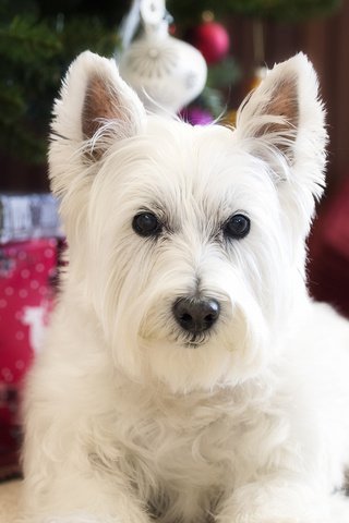 Обои взгляд, собака, вест-хайленд-уайт-терьер, look, dog, the west highland white terrier разрешение 2048x1479 Загрузить