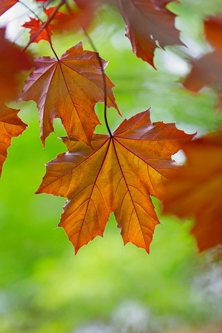Обои природа, листья, осень, цвет, nature, leaves, autumn, color разрешение 1920x1175 Загрузить