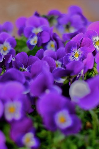 Обои цветы, лепестки, анютины глазки, клумба, flowers, petals, pansy, flowerbed разрешение 2048x1365 Загрузить