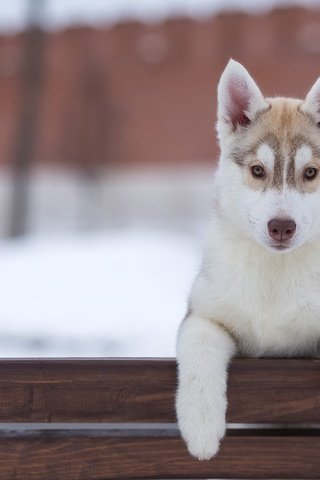 Обои взгляд, собака, щенок, хаски, look, dog, puppy, husky разрешение 5191x3340 Загрузить