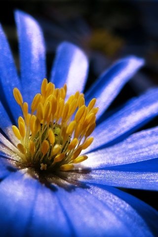 Обои макро, синий, цветок, лепестки, весна, анемон, macro, blue, flower, petals, spring, anemone разрешение 1920x1352 Загрузить