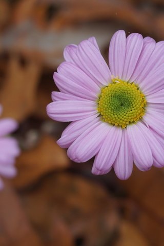 Обои цветы, осень, розовые, боке,  цветы, осен, маргаритки, пинк, flowers, autumn, pink, bokeh, daisy разрешение 6000x4000 Загрузить