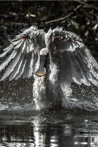 Обои вода, чёрно-белое, крылья, птица, колпица, water, black and white, wings, bird, spoonbill разрешение 2047x1100 Загрузить