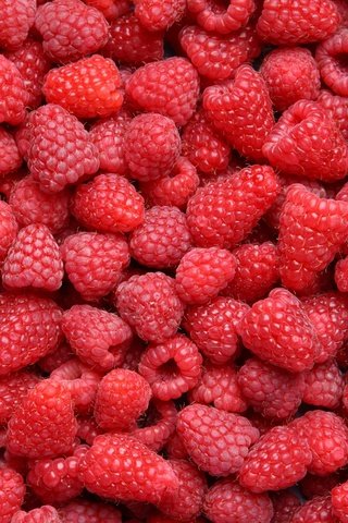 Обои малина, красная, ягоды, много, raspberry, red, berries, a lot разрешение 4600x3026 Загрузить