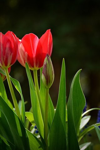 Обои цветы, красные, весна, тюльпаны, краcный, тульпаны, весенние, flowers, red, spring, tulips разрешение 6000x4000 Загрузить