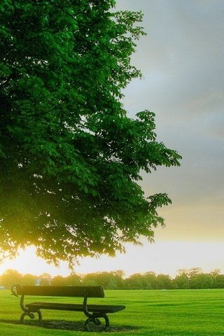 Обои природа, дерево, утро, поле, рассвет, скамейка, лавочка, nature, tree, morning, field, dawn, bench, shop разрешение 1920x1080 Загрузить