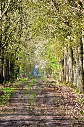 Обои дорога, деревья, лес, road inside trees, road, trees, forest разрешение 1920x1080 Загрузить