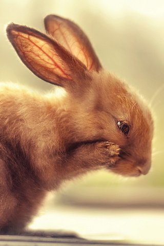 Обои природа, бабочка, кролик, nature, butterfly, rabbit разрешение 1920x1200 Загрузить