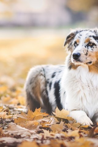 Обои листья, парк, листва, осень, собака, аусси, leaves, park, foliage, autumn, dog, aussie разрешение 2048x1152 Загрузить