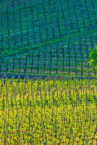 Обои дерево, краски, франция, виноградники, кьенцхайм, tree, paint, france, the vineyards, kientzheim разрешение 1920x1080 Загрузить