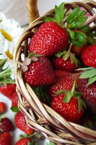 Обои клубника, ромашки, букет, корзина, ягоды, strawberry, chamomile, bouquet, basket, berries разрешение 2400x1571 Загрузить