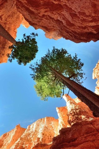 Обои небо, деревья, скалы, каньон, ущелье, кроны, верхушки, the sky, trees, rocks, canyon, gorge, crown, the top разрешение 4320x2482 Загрузить