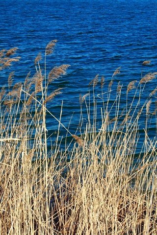 Обои трава, вода, природа, макро, колоски, голубая, сухая, grass, water, nature, macro, spikelets, blue, dry разрешение 4032x2272 Загрузить