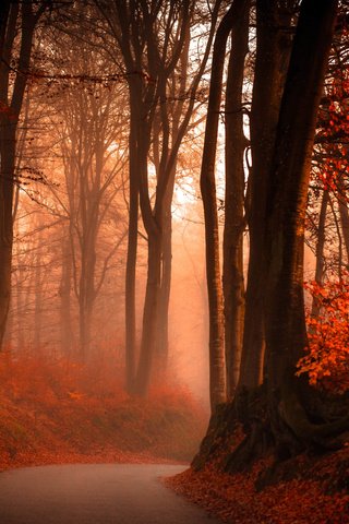 Обои дорога, лес, туман, осень, road, forest, fog, autumn разрешение 6850x3562 Загрузить