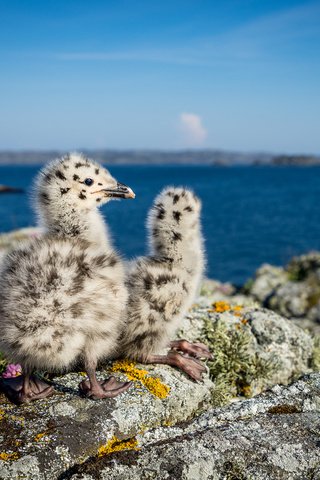 Обои природа, птицы, чайки, норвегия, птенцы, nature, birds, seagulls, norway, chicks разрешение 2048x1365 Загрузить