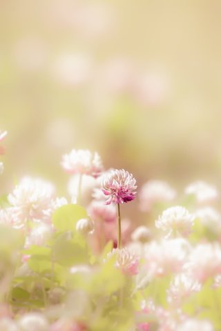 Обои природа, клевер, лето, nature, clover, summer разрешение 2560x1707 Загрузить