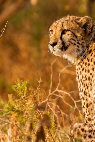 Обои взгляд, гепард, дикая кошка, look, cheetah, wild cat разрешение 2048x1098 Загрузить