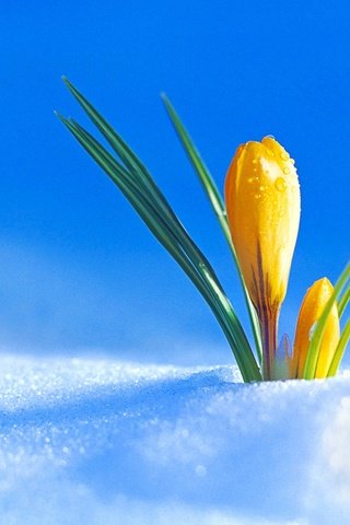 Обои снег, цветок, бутон, весна, крокус, snow, flower, bud, spring, krokus разрешение 3840x2400 Загрузить