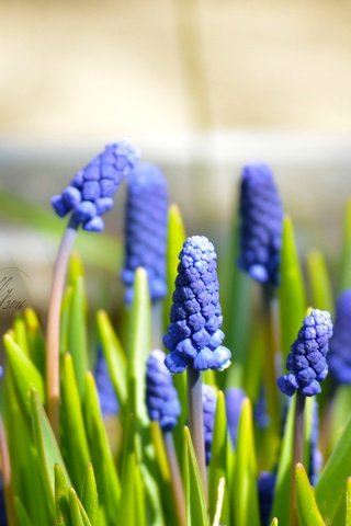 Обои цветы, макро, весна, синие, май, мускари, мышиный гиацинт, flowers, macro, spring, blue, may, muscari, hyacinth mouse разрешение 2992x2000 Загрузить