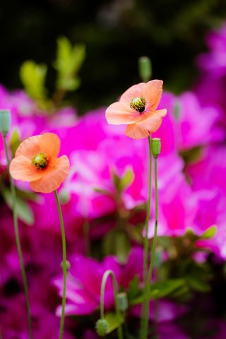 Обои цветы, природа, маки, flowers, nature, maki разрешение 2048x1365 Загрузить